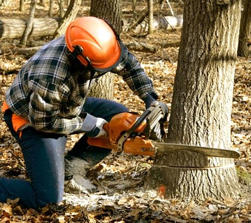 Tree Removal in Bedford, VA